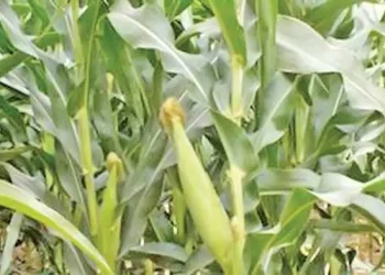 मकै बाली बाँदरले नष्ट गर्न थालेपछि किसानहरू चिन्तित