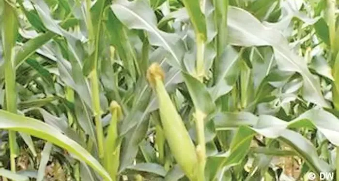 मकै बाली बाँदरले नष्ट गर्न थालेपछि किसानहरू चिन्तित