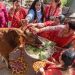 आज गाई तिहार, गाईको पूजाआजा गरि मनाइँदै