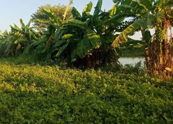 स्थानीय कृषि उत्पादन किन्दै सहकारी