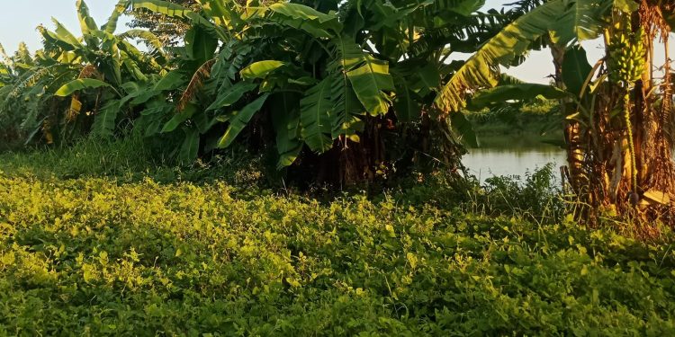 स्थानीय कृषि उत्पादन किन्दै सहकारी